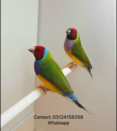 Comon/Lutino Gouldian Finch Healthy & Active