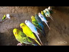 Australian budgies for sale due to space issue 0