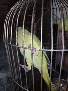 Ringneck Breeding pair talkative