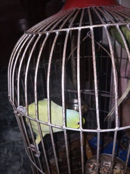 Ringneck Breeding pair talkative 1