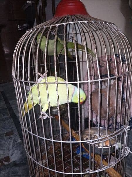 Ringneck Breeding pair talkative 2