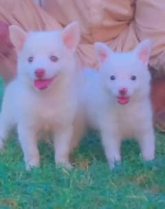 Russian pair 2 month for sale contact number 03199073838