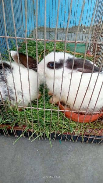 Rabbits couple pair 2