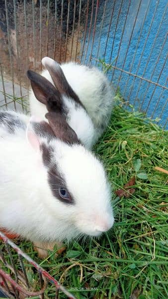 Rabbits couple pair 3