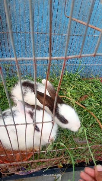 Rabbits couple pair 4