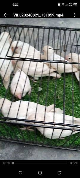 Lutino albino blue pasnata Black move 03128935987 2