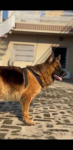 German Shepherd Female