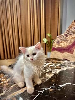 Persian double coat kittens in white, price 8k price negotiable.