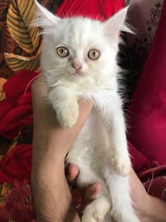 pershian trained cats availble minimum price