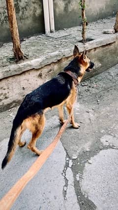 German Shepherd Female