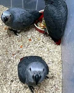 African grey parrots 03418561122