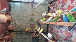 budgies