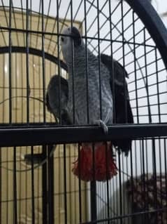 African grey patha