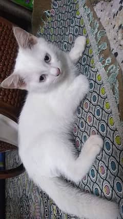 Pair of two pure white cats.