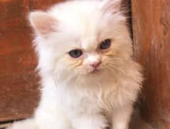 Persian kittens (WhatsApp 03"25"109"47"01)