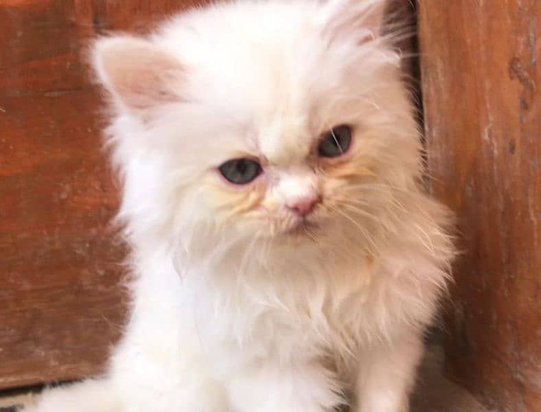 Persian kittens (WhatsApp 03"25"109"47"01) 0