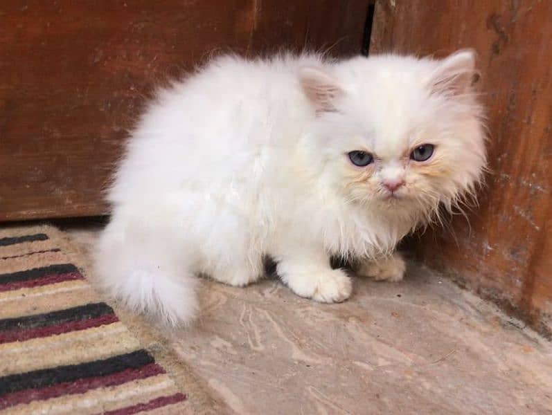 Persian kittens (WhatsApp 03"25"109"47"01) 1