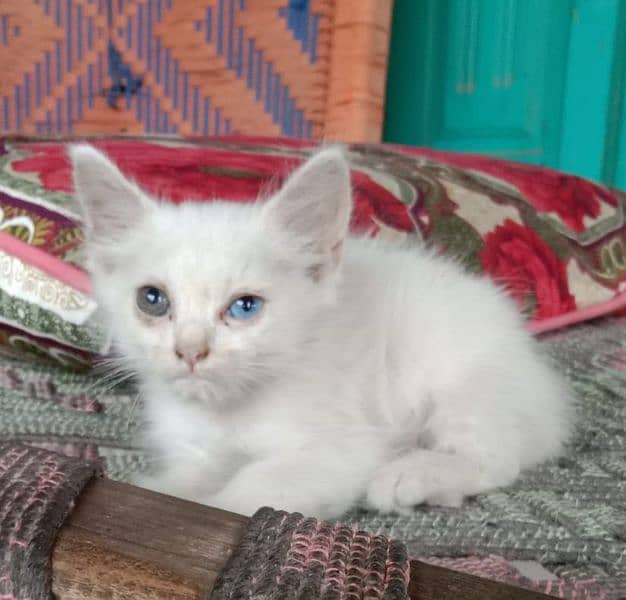 Persian kittens (WhatsApp 03"25"109"47"01) 2