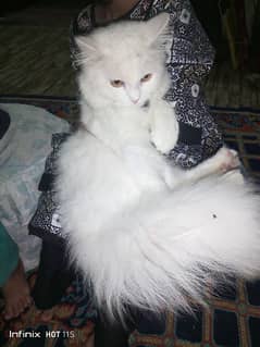 female kitty available