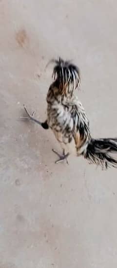 Silver laced Polish Male Rooster