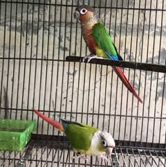 PineApple cnoure/Yellow sided cnoure/ Breeder pair/Conure/Parrot/bird