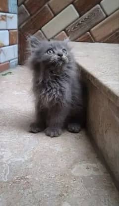 Persian kittens for sale 03287576736 call wahtasp