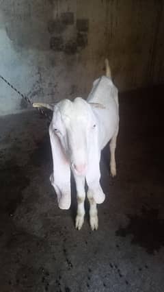 donda Bakra 12 month