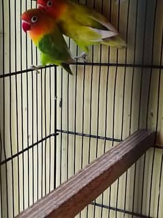 love birds breeder pair 0