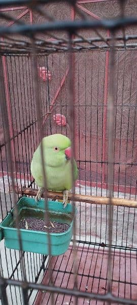 Parrot 1