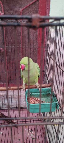 Parrot 2