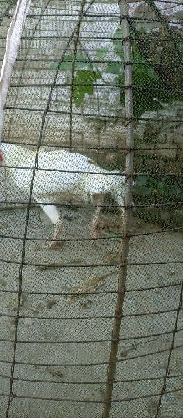 Aseel Murgha Full White Beautiful & Rare White murga 3