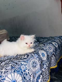 Persian Cat for sale