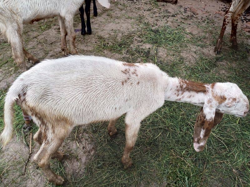 3 Goats for sale 4