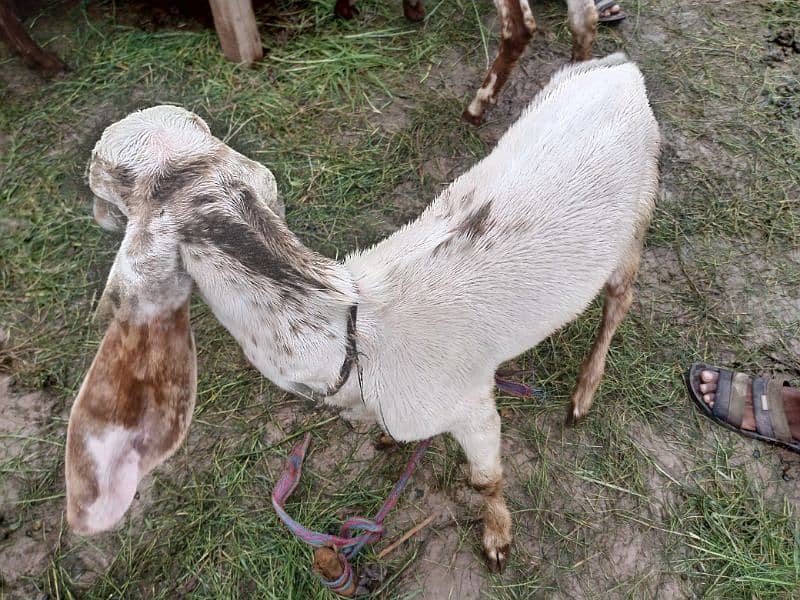 3 Goats for sale 5