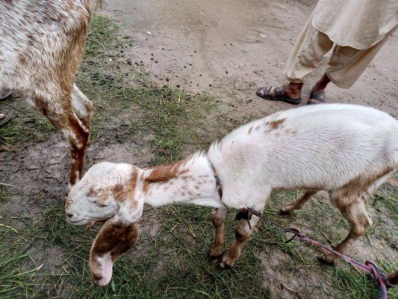 3 Goats for sale 6