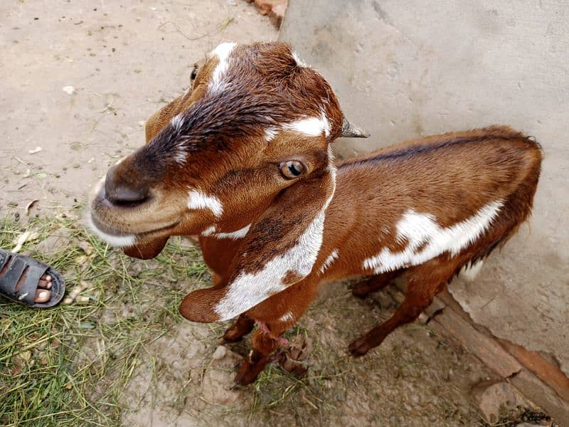 3 Goats for sale 7