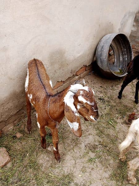 3 Goats for sale 8