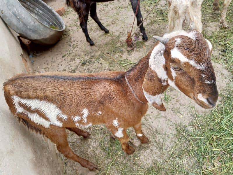 3 Goats for sale 9