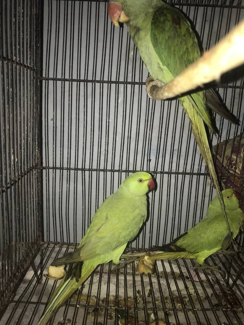 Raw and ring neck parrot 2