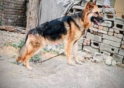 Belgium shepherd