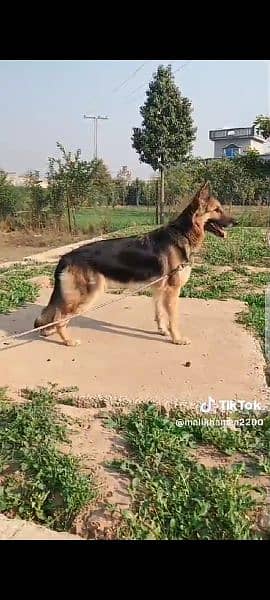 Belgium shepherd 1