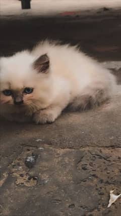 Himalayan Female kitten