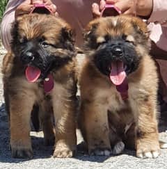 Kurdish kangal pair forsale