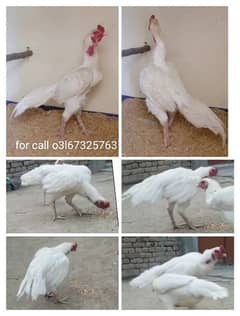 heera aseel chicks for sale in taxila