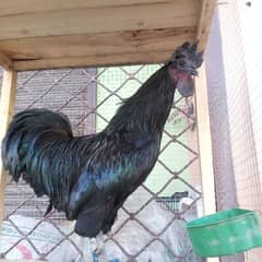 ayam cemani fancy hens