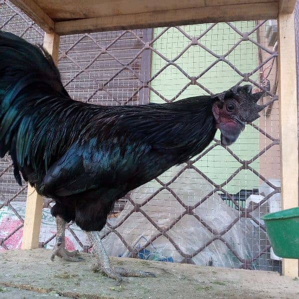 ayam cemani fancy hens 1