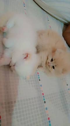 kitten's