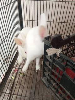 Rabbit newziland White for sale