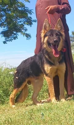 German Shepherd dubal cout female age 7 Mahnt for sale