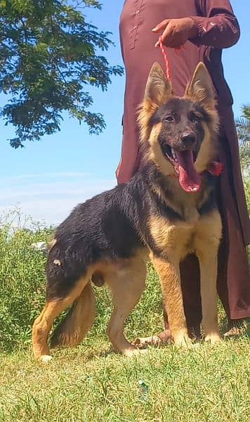 German Shepherd dubal cout female age 7 Mahnt for sale 0